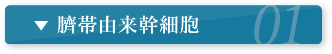 臍帯由来幹細胞