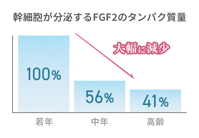 幹細胞が分泌するFGF2のタンパク質量 大幅に減少