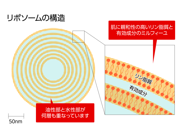 リポソームって何？ その技術と効果についてご紹介 | CZEN CLINIC 